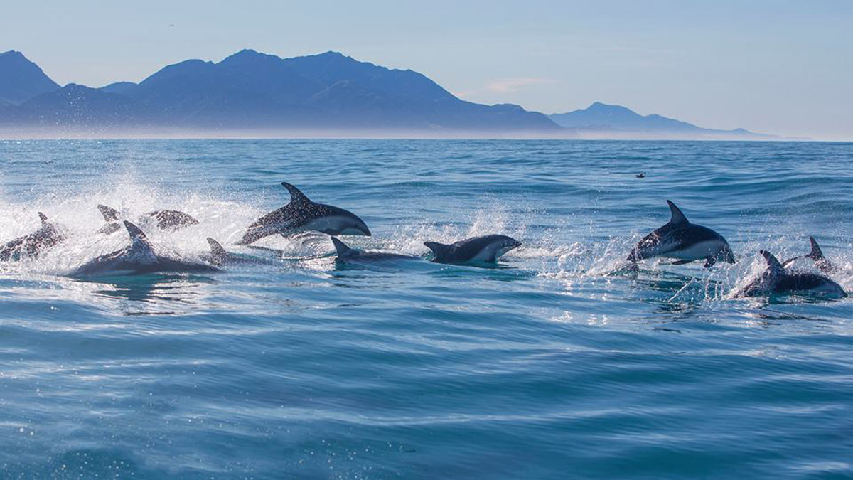 dolphins swimming in kaikoura