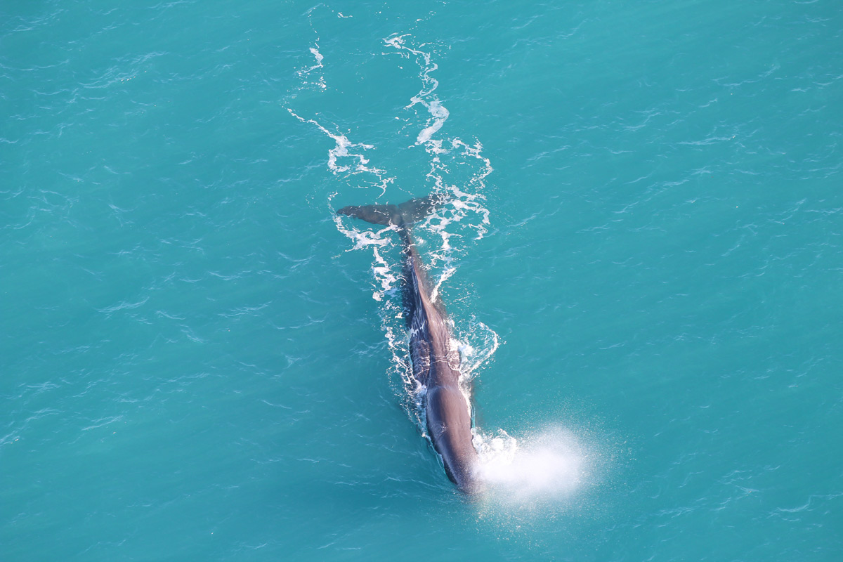 whale watching in new zealand