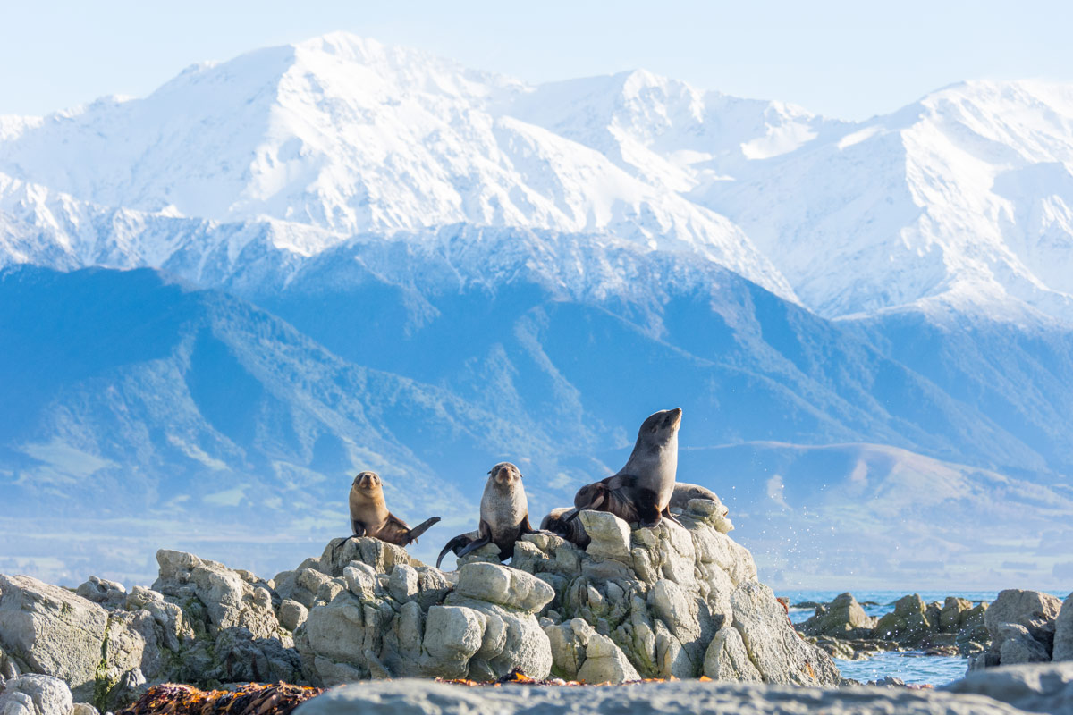 seals on rocks in Kaikoura, new zealand