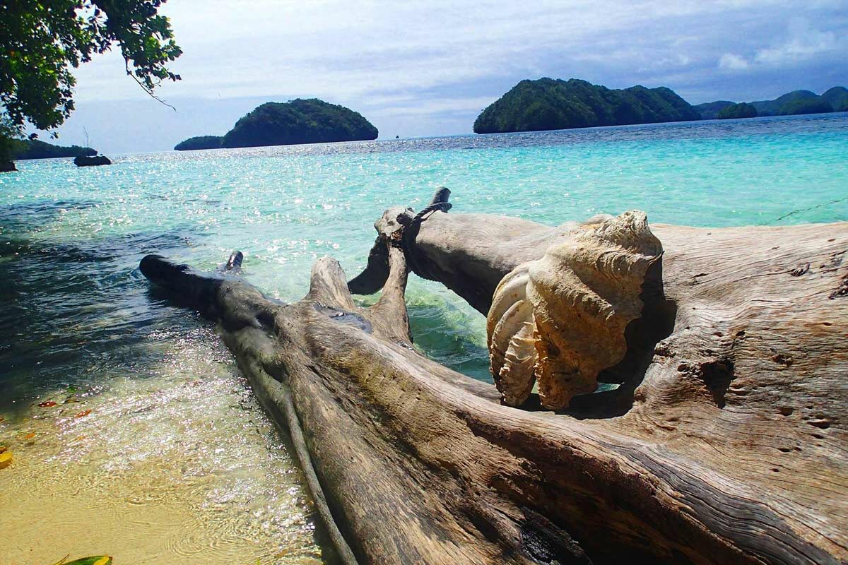 Driftwood on beach in Palau