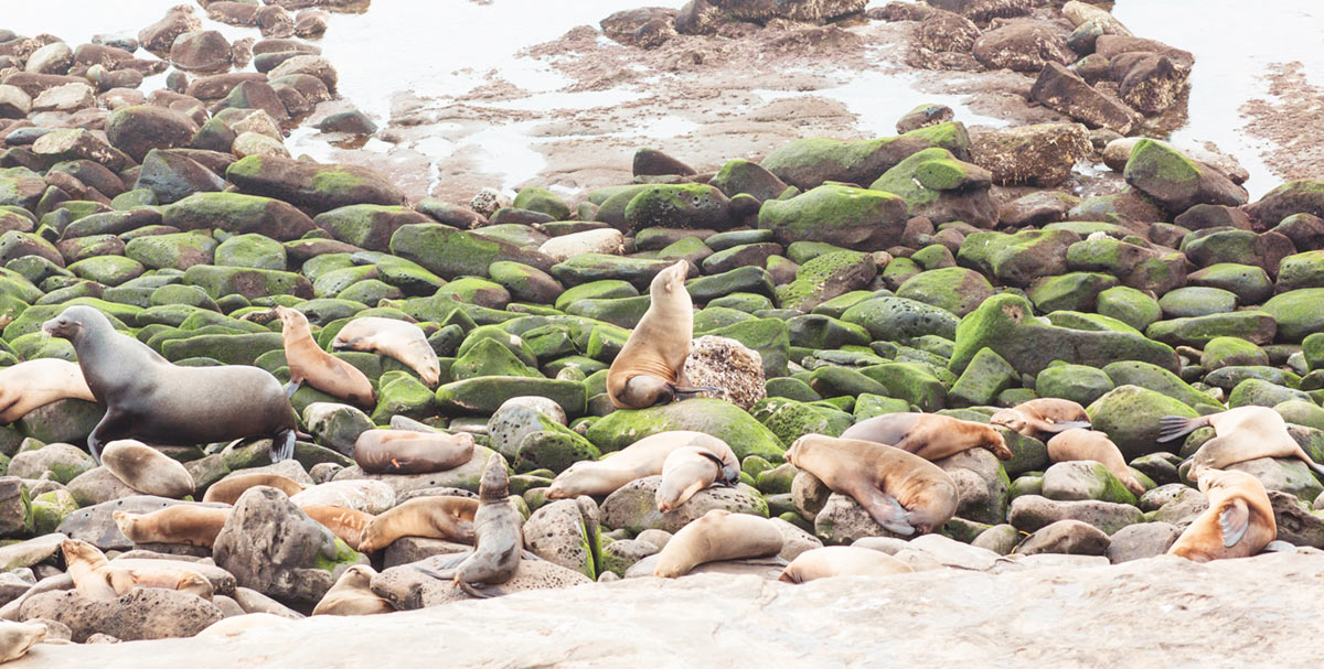 La Jolla Seals and Sea lions