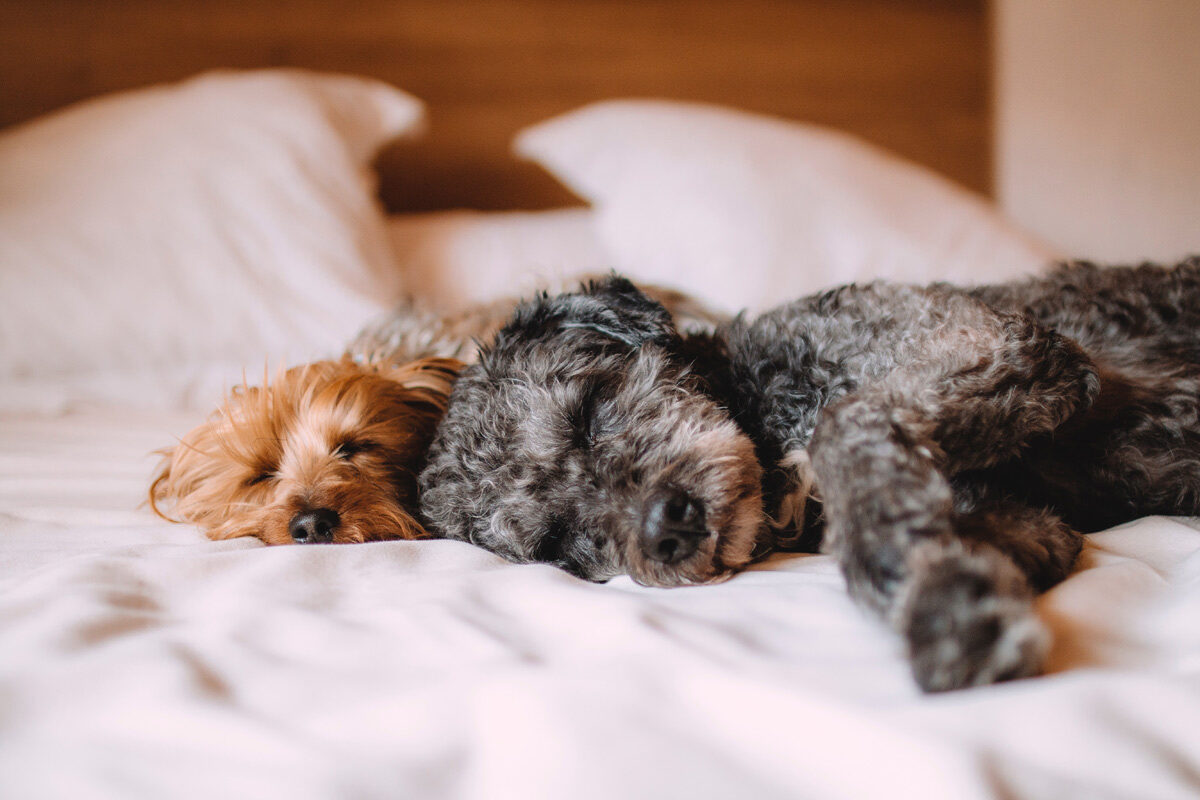 dog friendly vacations, dog friendly hotel, dogs sleeping in hotel