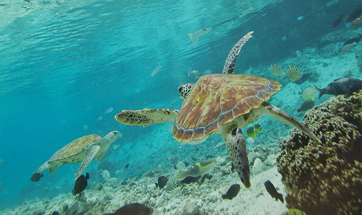 snorkeling sea turtles tahiti